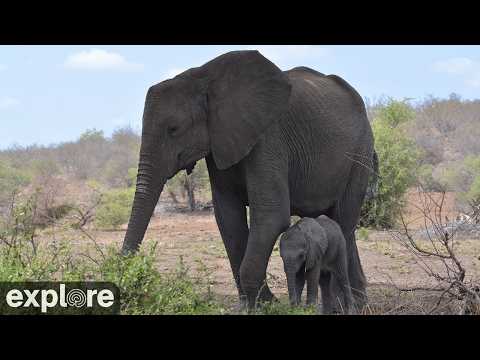Tembe Elephant Park live thumbnail