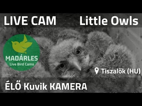 Tiszalok Owl Nest live poster