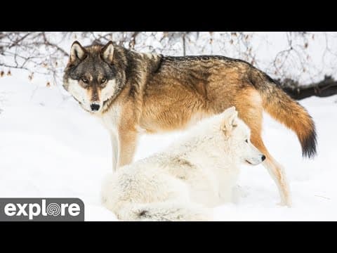 International Wolf Center live thumbnail