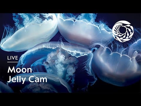 Moon Jelly Cam - Monterey Bay Aquarium live thumbnail