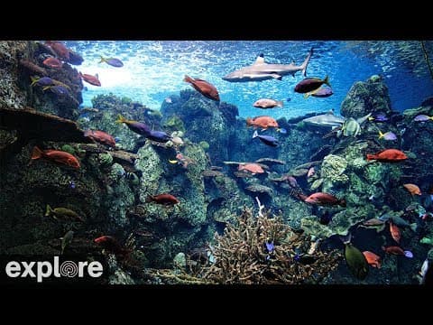 Tropical Reef Camera live thumbnail