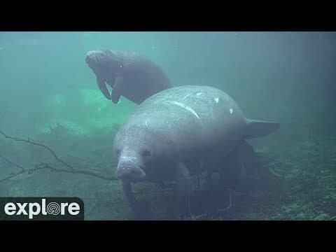 Underwater Manatee Cam live thumbnail