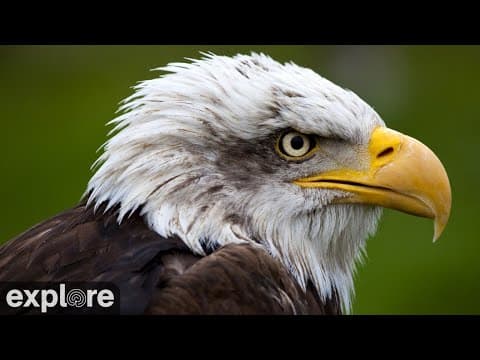 Decorah Eagles North Nest live poster