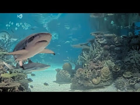 Aquarium Cam live poster