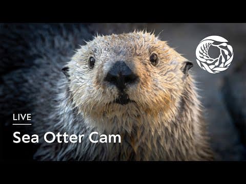 Sea Otter Cam - Monterey Bay Aquarium live thumbnail