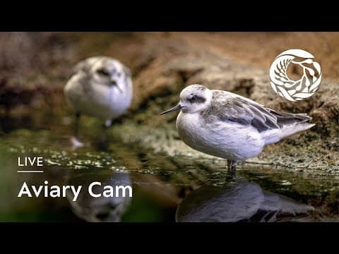 Aviary Cam - Monterey Bay Aquarium live thumbnail