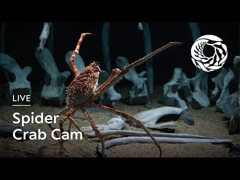 Spider Crab Cam — Monterey Bay Aquarium | Into the Deep live thumbnail