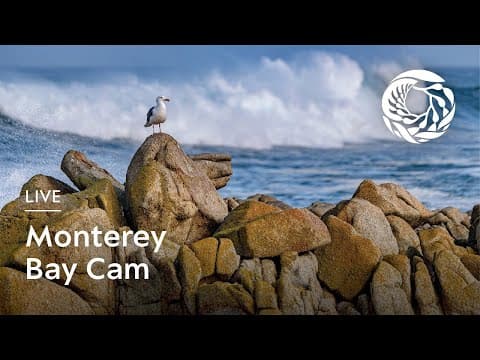 Monterey Bay Cam - Monterey Bay Aquarium live thumbnail