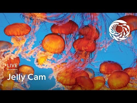 Jelly Cam - Monterey Bay Aquarium live thumbnail