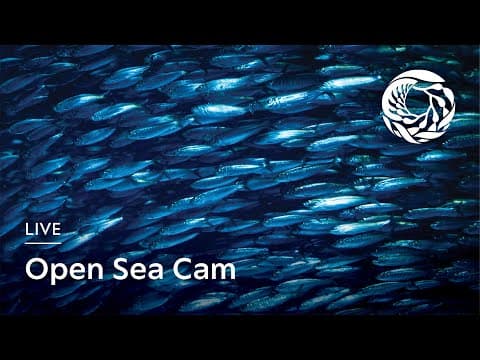 Open Sea Cam live thumbnail