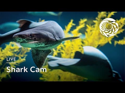 Shark Cam - Monterey Bay Aquarium live thumbnail