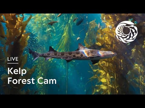 Kelp Forest Cam - Monterey Bay Aquarium live thumbnail