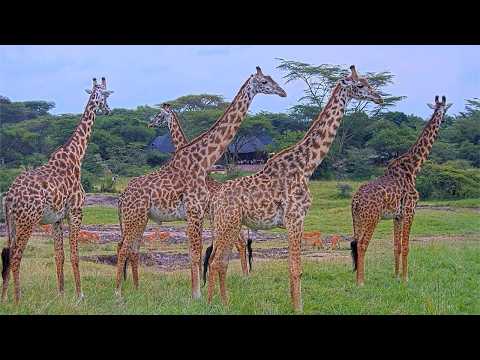 Maasai Mara live poster