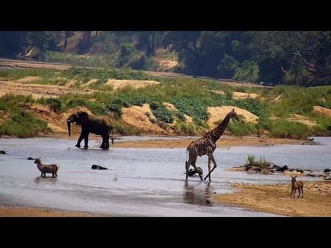 Olifants River, Kruger live thumbnail