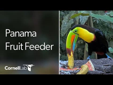 Panama Fruit Feeder live thumbnail