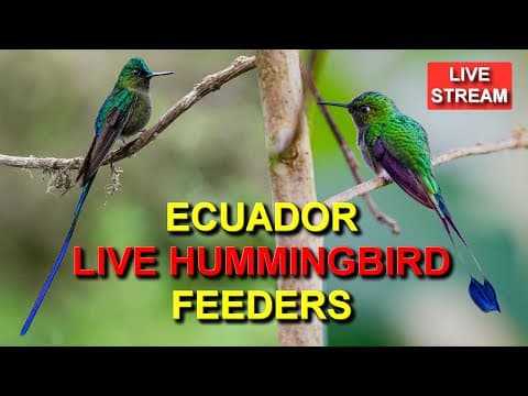 Mindo Hummingbird Feeders live thumbnail