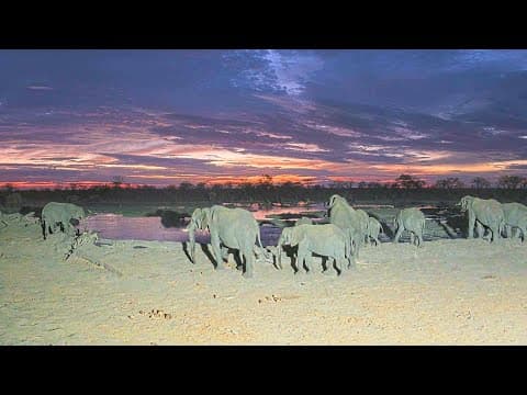 Hideaways Camp Kuzuma, African Watering Hole live thumbnail