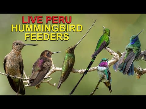 Urubamba Hummingbird Sanctuary live thumbnail
