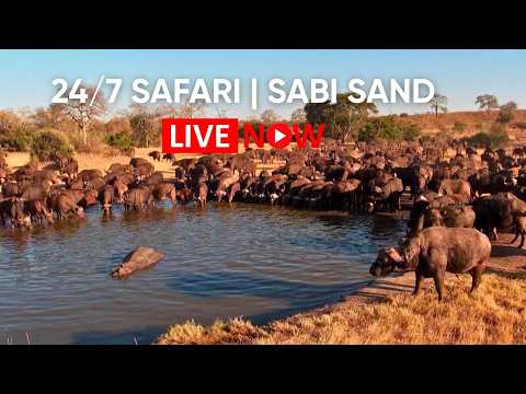 Nkorho Waterhole live poster